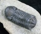 Bargain Phacops Speculator Trilobite Fossil #2525-3